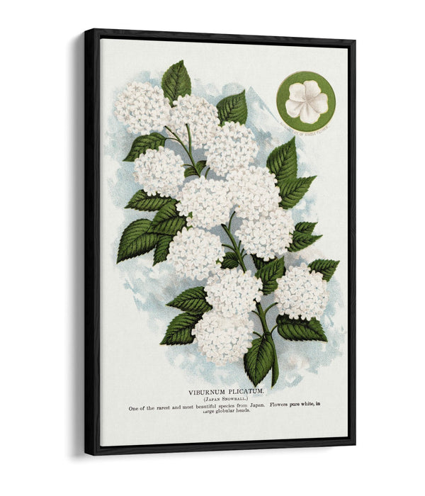 Canvas Wall Art - Japanese Snowball Flower Print | Float Effect, 30mm Deep Frame