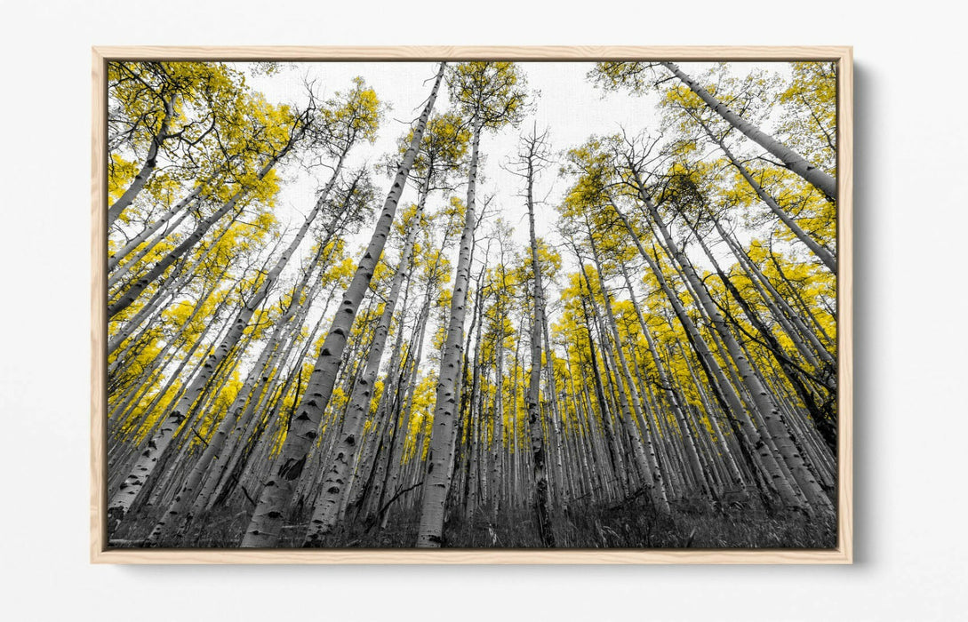 ASPEN TREES -FLOAT EFFECT CANVAS WALL ART PIC PRINT- BLACK WHITE YELLOW