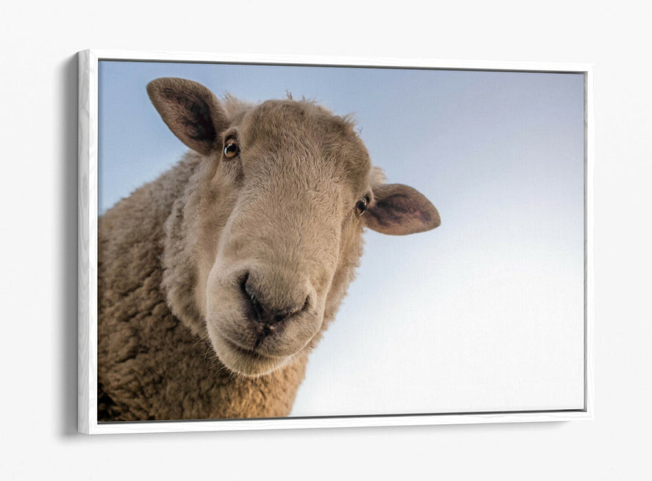 CURIOUS SHEEP -FLOAT EFFECT CANVAS WALL ART PIC PRINT- BEIGE WHITE