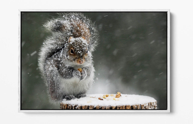 Squirrel Canvas Art - Cute Snowy Squirrel Print on Premium Float Frame