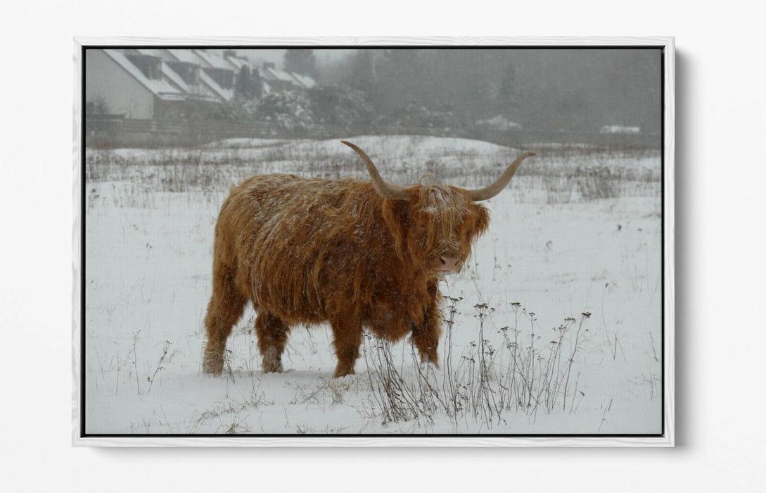 HIGHLAND COW SNOWY LANDSCAPE -FLOAT EFFECT CANVAS WALL ART PIC PRINT- ANIMAL