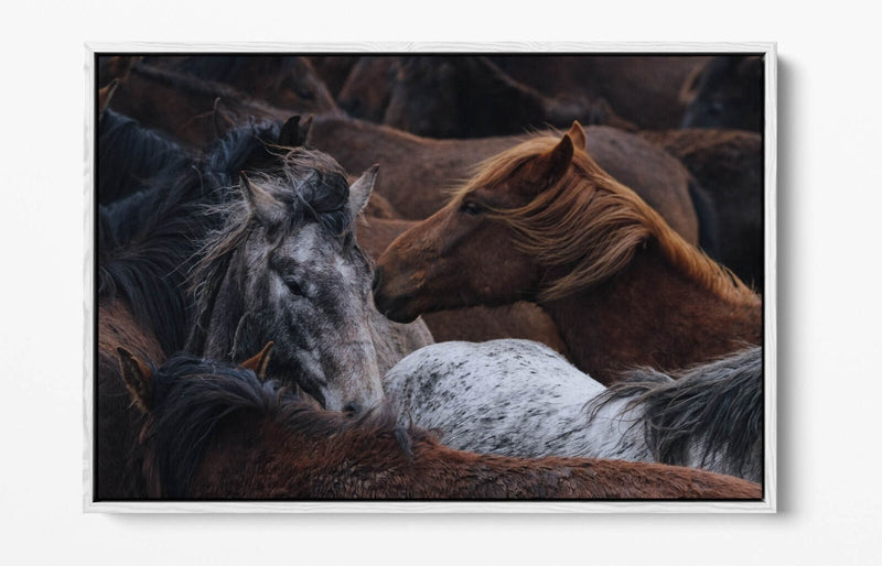 Horse Canvas Art - Float Effect Canvas Wall Art Print With Vibrant Color