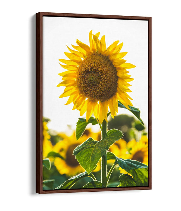 SUNFLOWER -FLOAT EFFECT CANVAS WALL ART PIC PRINT- WHITE GREEN