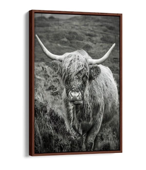 Highland Cow Canvas | Black and White Float Effect Wall Art Print - Handmade UK