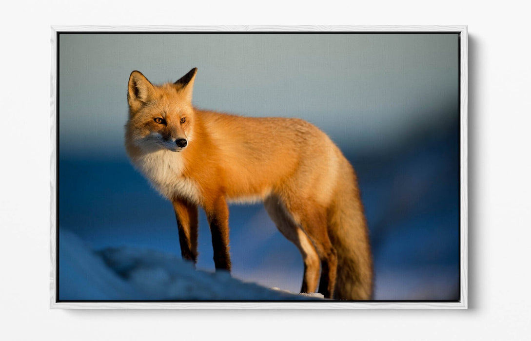 Fox Canvas Wall Art - Handmade Snow Landscape Print | Float Effect Canvas Frame