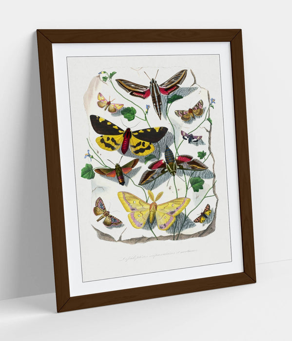 Framed Wall Art - Paul Gervais Butterflies Moths Print | UK Handmade Nature Decor