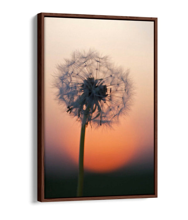 DANDELION PORTRAIT -FLOAT EFFECT CANVAS WALL ART PIC PRINT- GREY BLACK