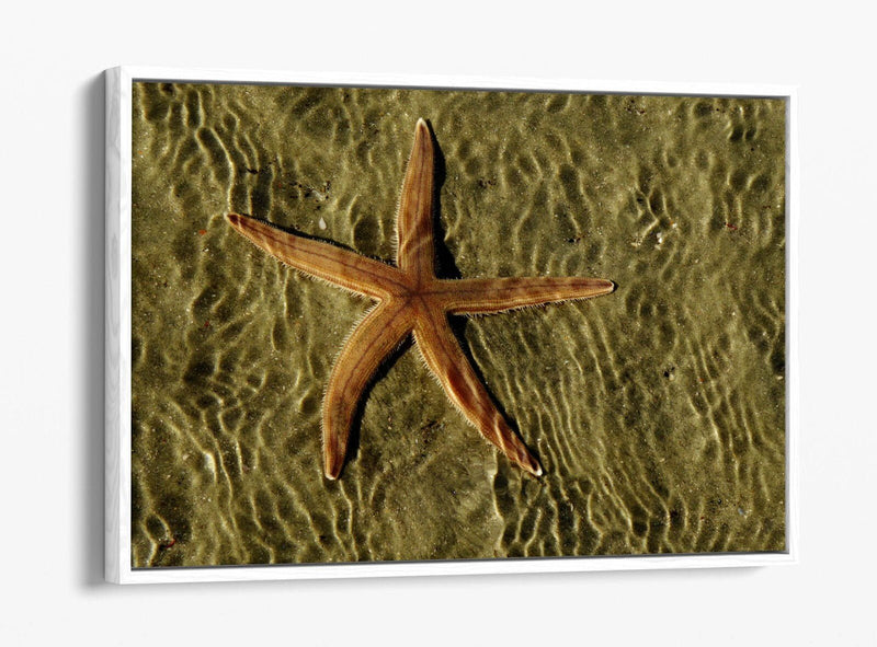 Canvas Wall Art - Starfish On Sand Float Effect Premium Handmade Print