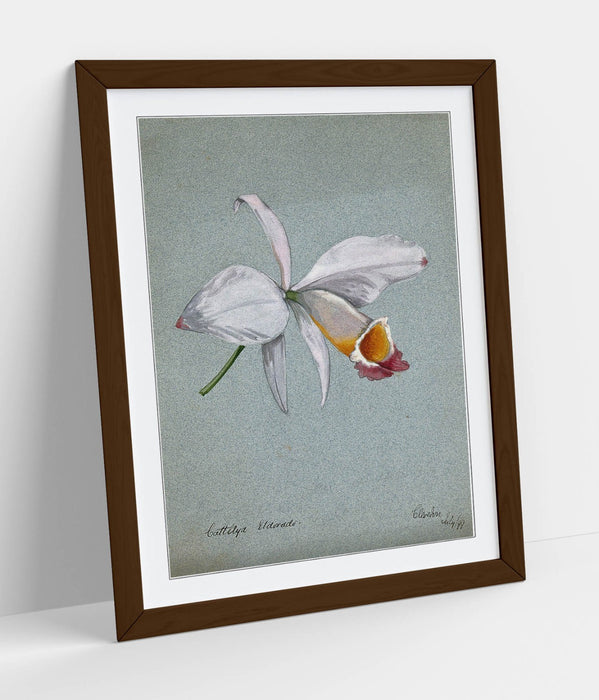Orchid Wall Art – Framed Watercolour Illustration Botanical Poster Print