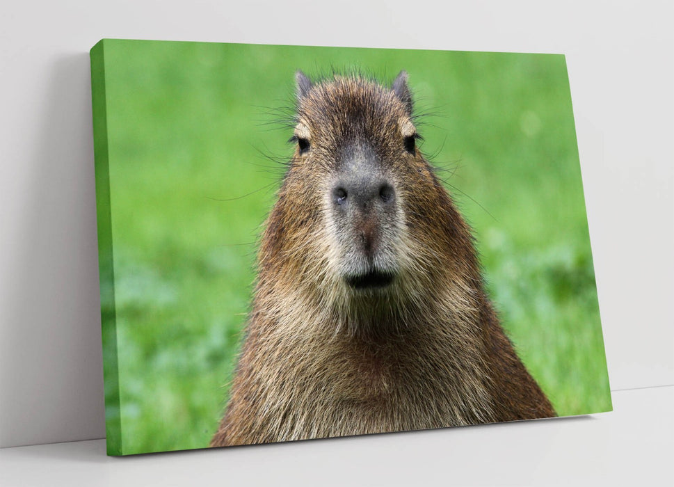 Capybara Wall Art - Funny Bedroom Canvas Print | UK Handmade Vibrant Decor