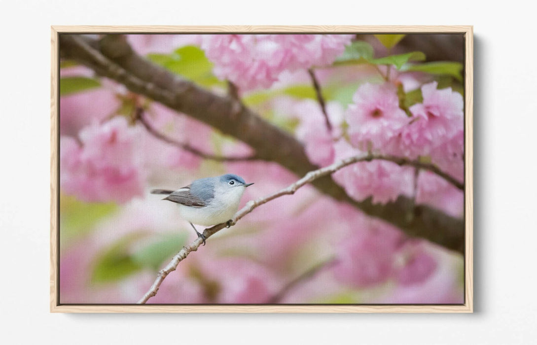 BIRD & CHERRY BLOSSOM PHOTOGRAPHY -FLOAT EFFECT CANVAS WALL ART PICTURE PRINT