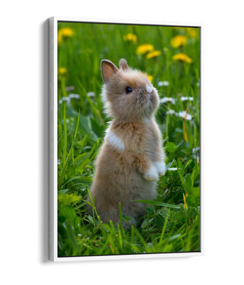Bunny Canvas Wall Art – Cute Rabbit Home Decor With Float Effect Canvas Print