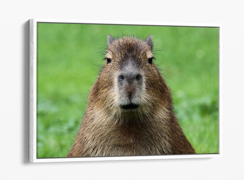 Capybara Canvas Art - Funny Animal Wall Decor With Float Effect Frame, Ready To Hang