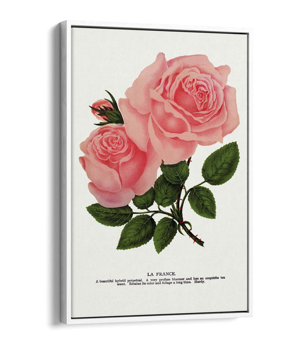 Canvas Wall Art - Pink Rose La France Lithograph | Float Frame, Handmade UK