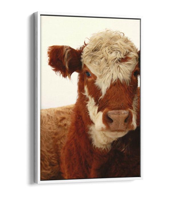 Cow Canvas Wall Art - Brown White Cow Print on Float Effect Canvas | Handmade
