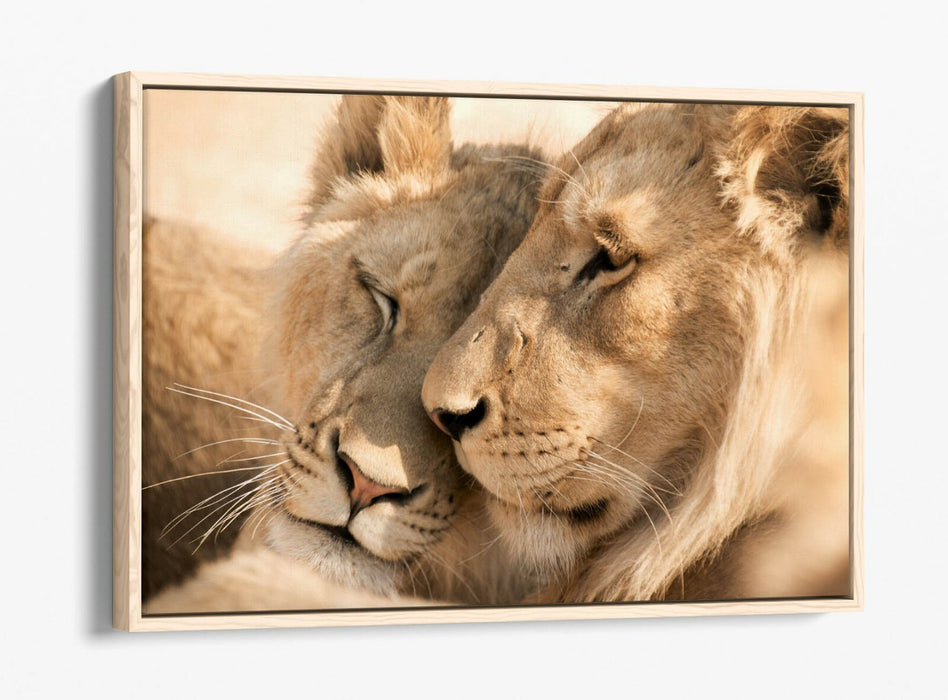 LIONS IN LOVE, WILDLIFE PHOTOGRAPHY -FLOAT EFFECT CANVAS WALL ART PIC PRINT