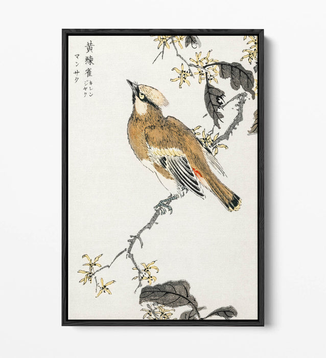 Canvas Wall Art - Numata Kashu Eastern Waxwing Float Effect Canvas Print
