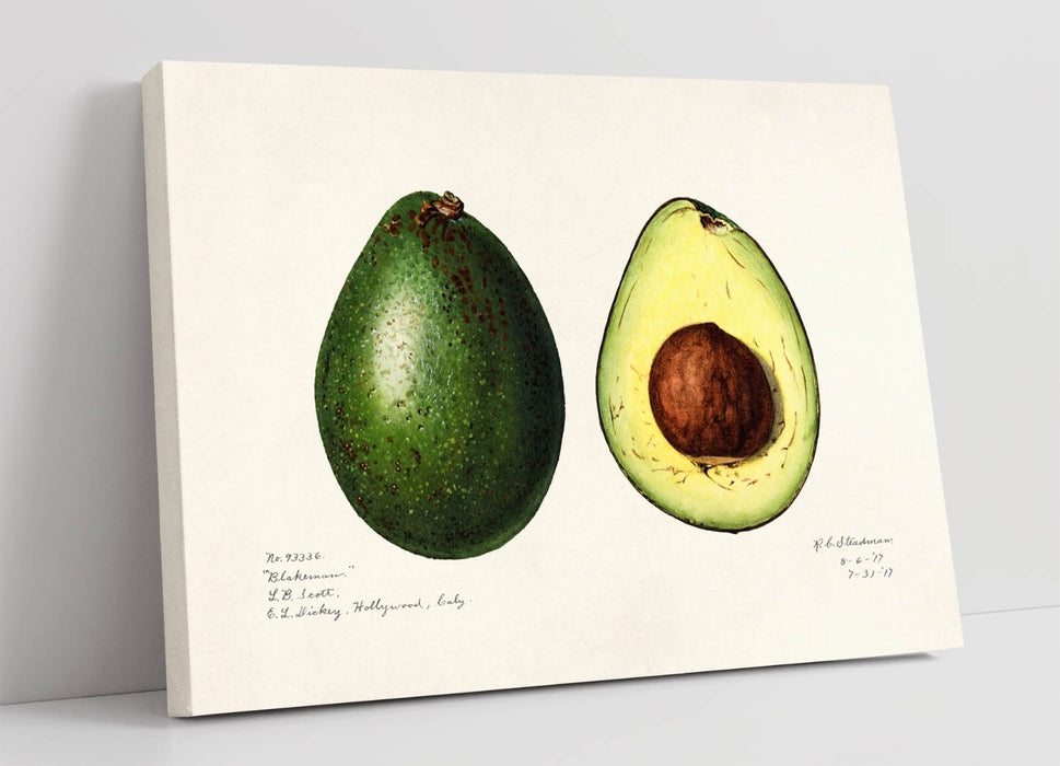 Canvas Wall Art – Handmade Avocado Canvas Print with Scratch Resistant Finish