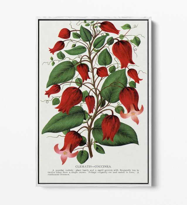 Canvas Wall Art – Clematis Flower Print on Premium Float Frame, Handmade UK