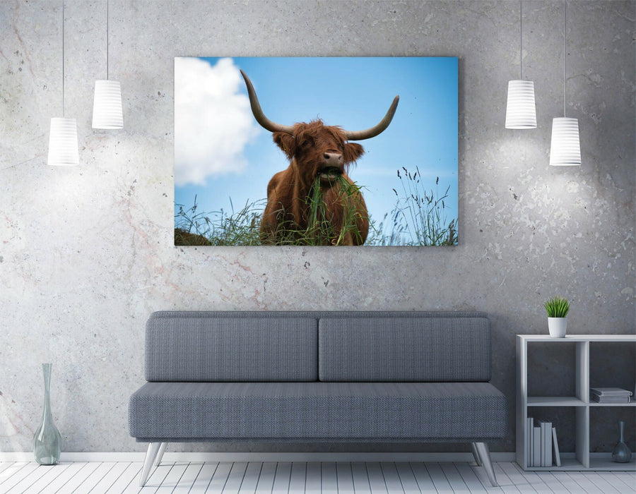 HIGHLAND COW BLUE SKY PHOTO -CANVAS WALL ART PRINT ARTWORK ANIMAL FRAMED PIC