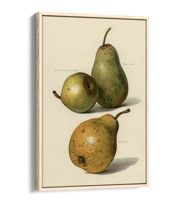Canvas Wall Art Print - Vintage Illustration Pears | Float Effect, Ready To Hang