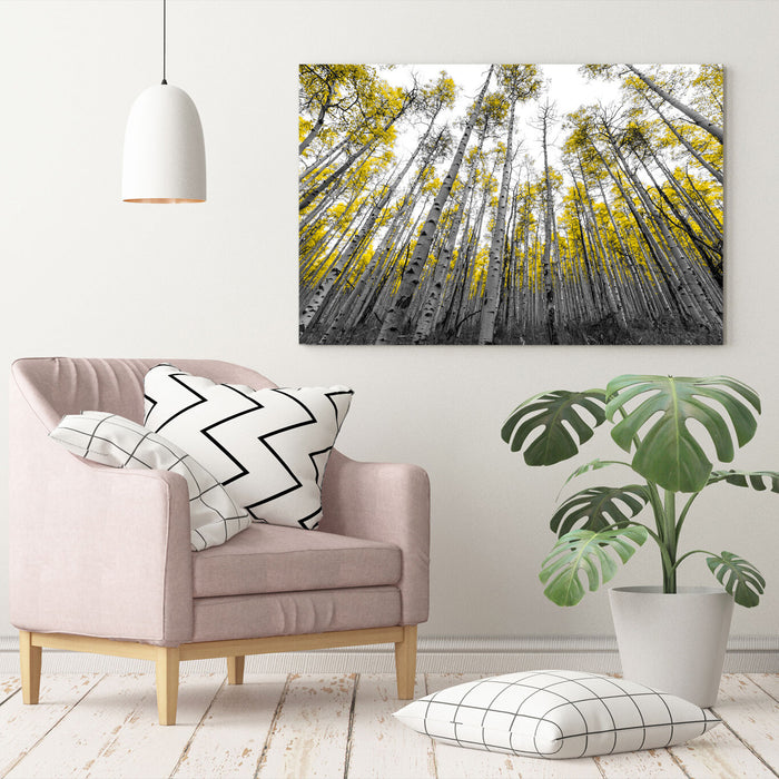Canvas Wall Art - Aspen Trees With Yellow Leaves | Black White Tree Print 30mm Deep Frame