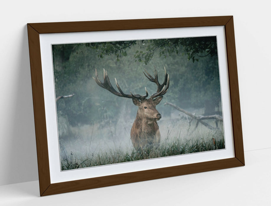MAJESTIC STAG -WALL ART FRAMED POSTER PICTURE PRINT- ANIMAL PHOTOGRAPHY