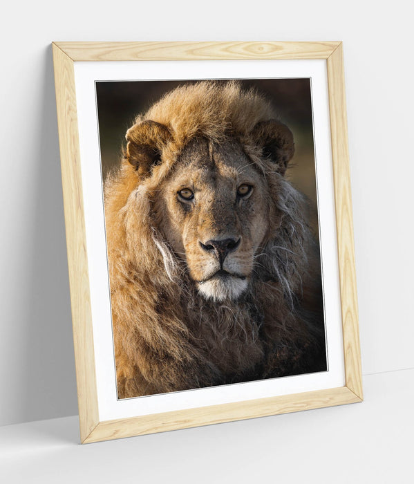 CLOSE-UP OF BEAUTIFUL LION HOME DECOR FRAMED WALL ART POSTER PRINT 4 SIZES
