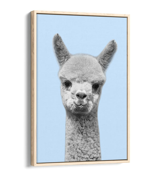 ALPACA BLACK WHITE BABY BLUE FLOAT EFFECT CANVAS WALL ART PIC PRINT