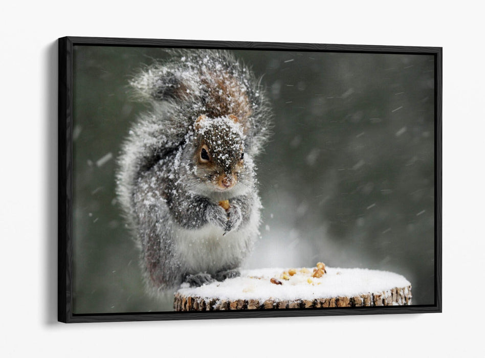 Squirrel Canvas Art - Cute Snowy Squirrel Print on Premium Float Frame