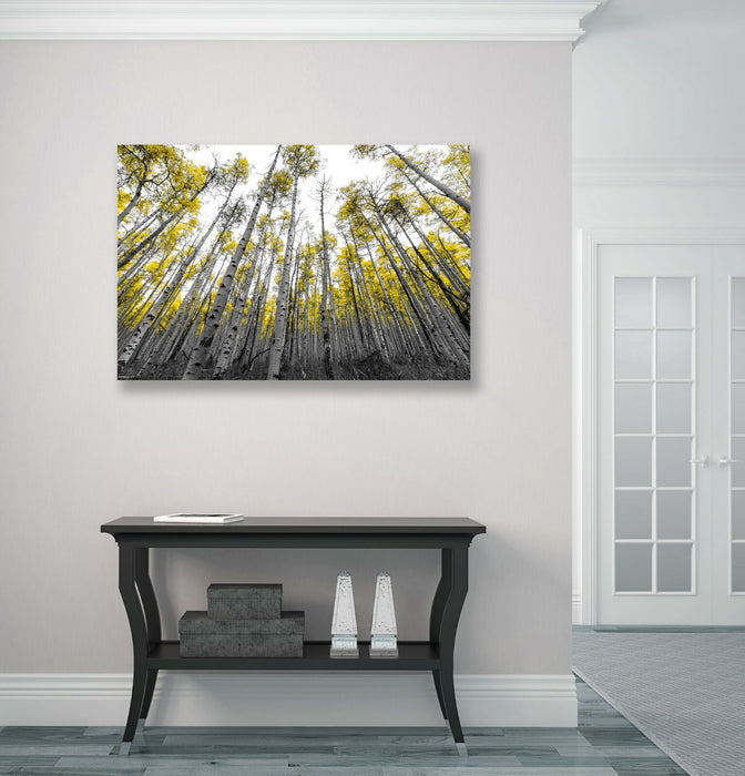 Canvas Wall Art - Aspen Trees With Yellow Leaves | Black White Tree Print 30mm Deep Frame