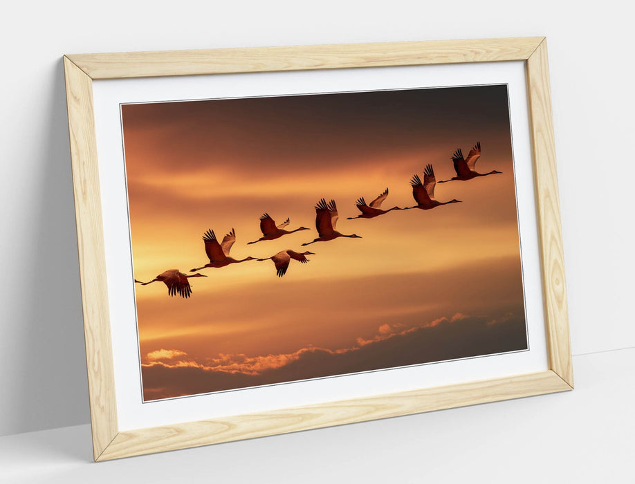 Framed Wall Art - Beautiful Bird Wall Decor With Orange Sky Poster Print