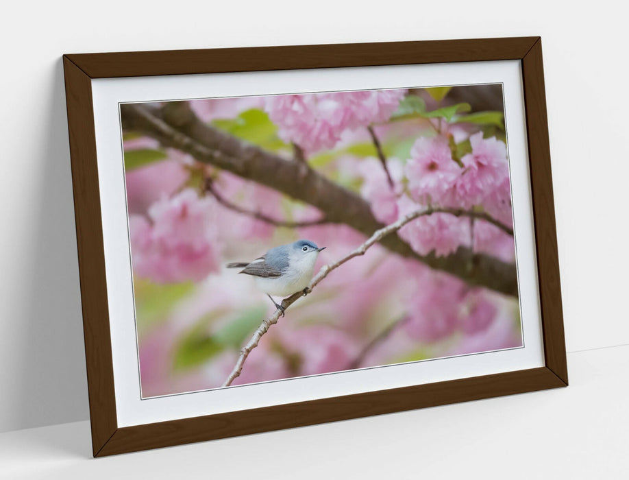 BIRD & CHERRY BLOSSOM PHOTOGRAPHY -FRAMED POSTER WALL ART PICTURE PRINT ARTWORK