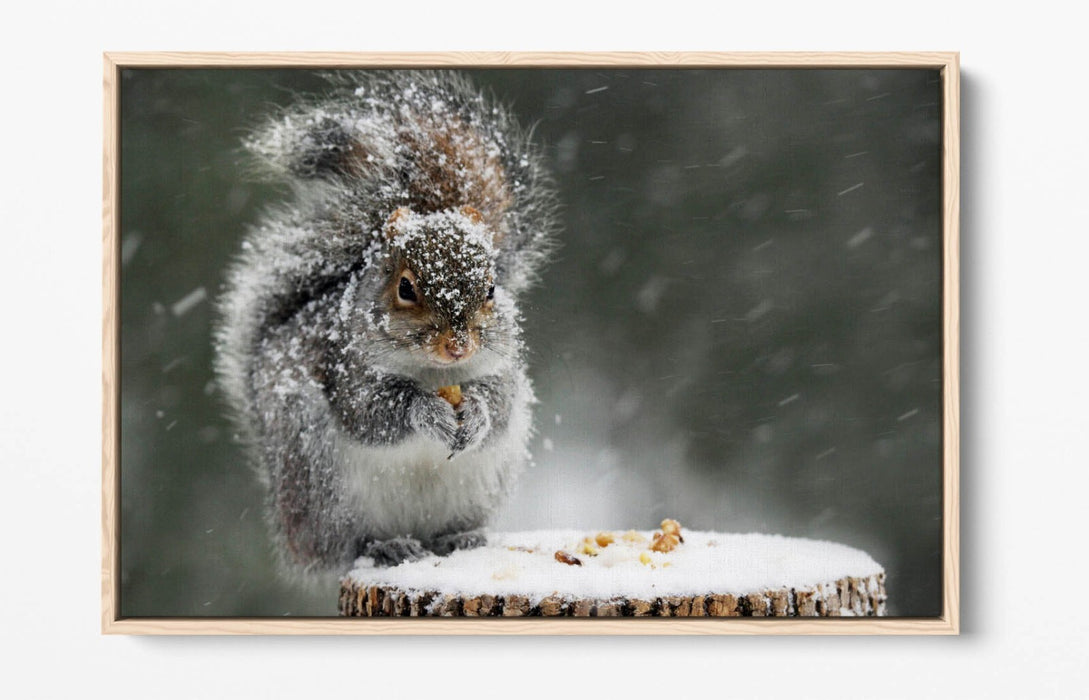 Squirrel Canvas Art - Cute Snowy Squirrel Print on Premium Float Frame