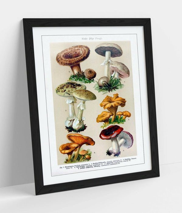 QUIRKY VINTAGE MUSHROOM ILLUSTRATIONS ART POSTER -FRAMED WALL ART PICTURE PRINT