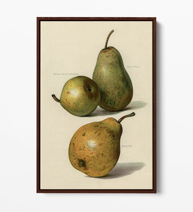 Canvas Wall Art Print - Vintage Illustration Pears | Float Effect, Ready To Hang