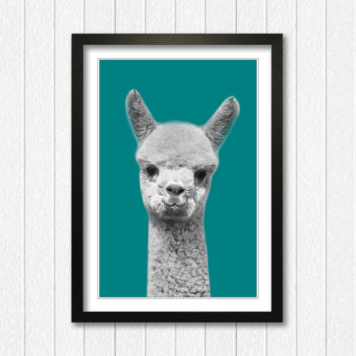 ALPACA BLACK AND WHITE TEAL FRAMED POSTER WALL ART PRINT ARTWORK DESIGN