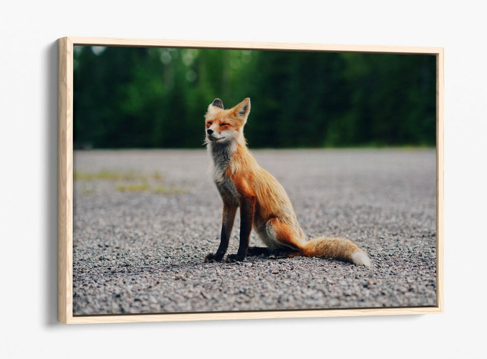 CUTE BABY FOX, WILDLIFE PHOTOGRAPHY -FLOAT EFFECT CANVAS WALL ART PIC PRINT