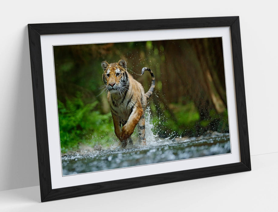 Tiger Running Wall Art – Framed Wildlife Photography Poster Print With Woodgrain Frame