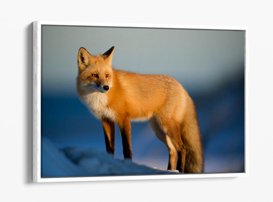 Fox Canvas Wall Art - Handmade Snow Landscape Print | Float Effect Canvas Frame