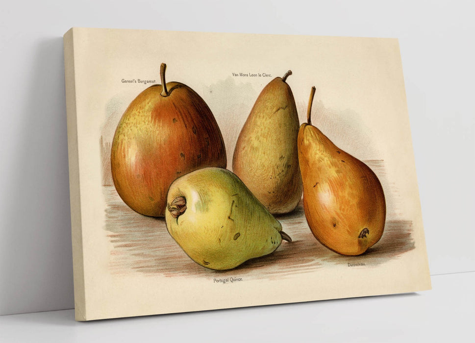 Canvas Wall Art - John Wright Vintage Illustration of Pears on Archival Grade Canvas