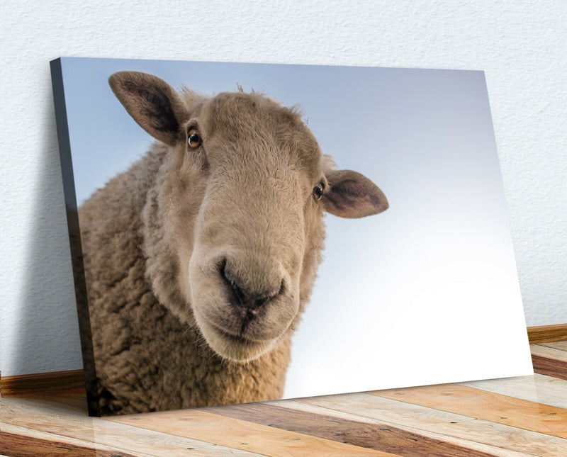 Canvas Wall Art - Curious Sheep Handmade Canvas Print with Deep Frame