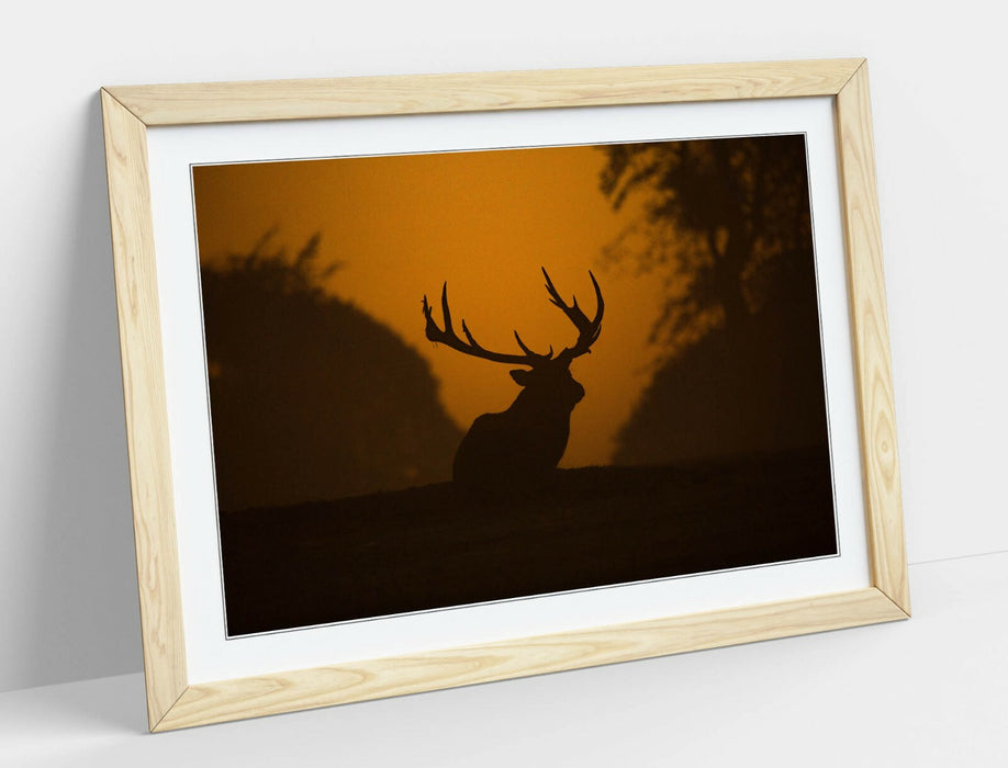 STAG SILHOUETTE SUNSET -WALL ART FRAMED POSTER PICTURE PRINT- ANIMAL PHOTOGRAPHY