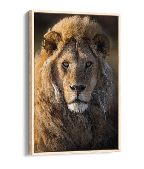 Lion Canvas Wall Art – Float Effect Canvas Print With Deep Frame, Handmade UK