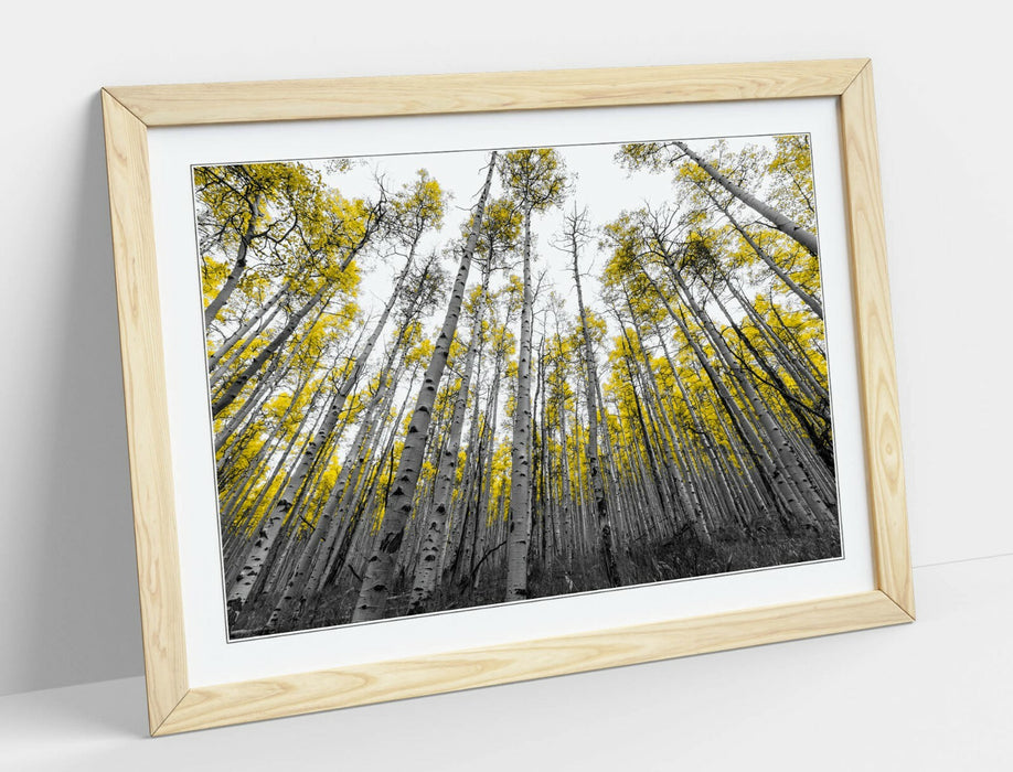 ASPEN TREES -ART FRAMED POSTER PICTURE PRINT ARTWORK- BLACK WHITE YELLOW