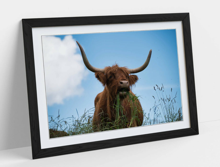 HIGHLAND COW BLUE SKY -WALL ART FRAMED POSTER PICTURE PRINT- ANIMAL PHOTO