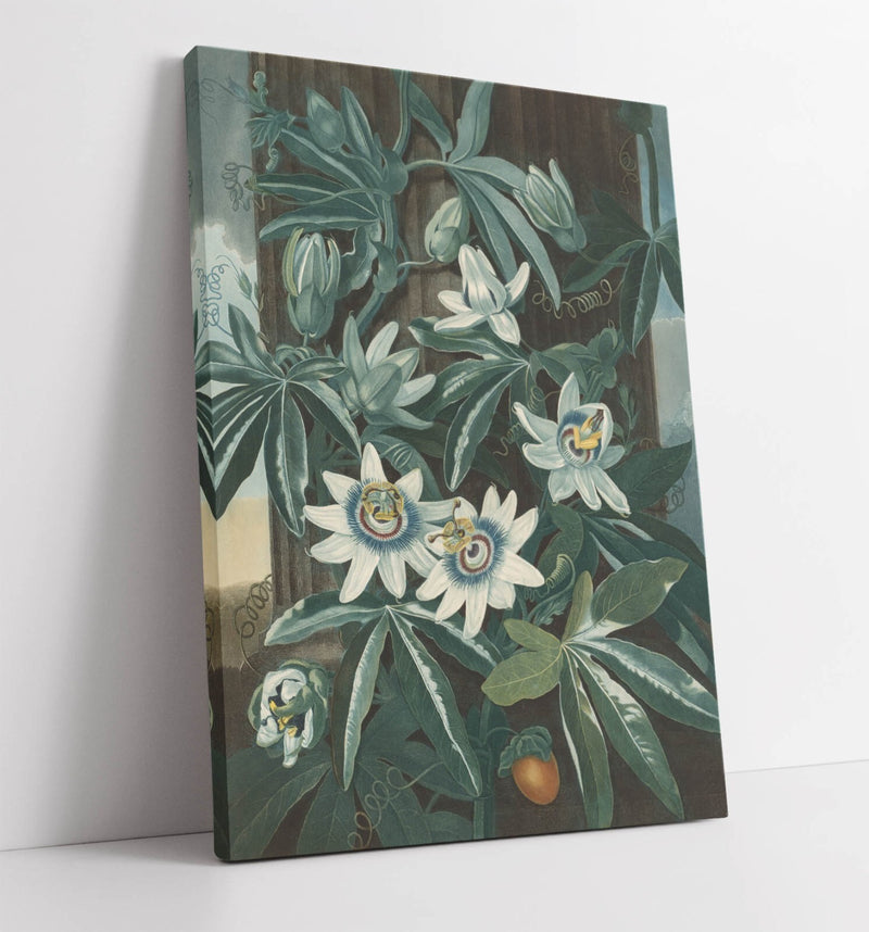 Canvas Wall Art – Blue Passion Flower Botanical Print on Archival Grade Canvas
