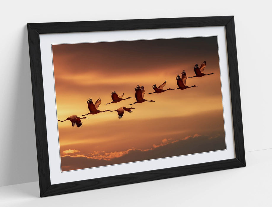 Framed Wall Art - Beautiful Bird Wall Decor With Orange Sky Poster Print