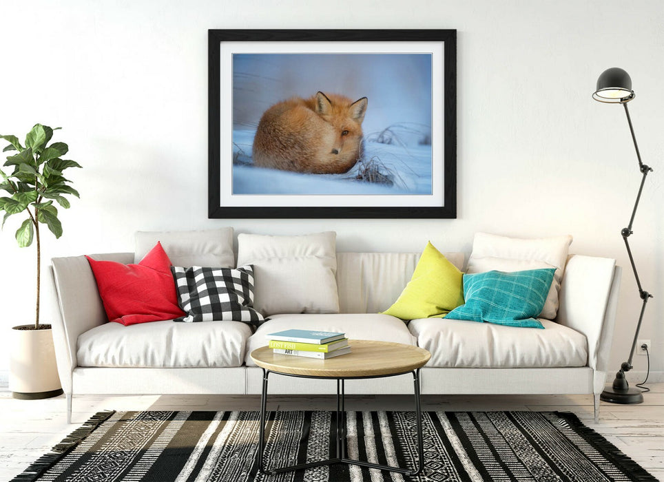 RED FOX SNOWY, WILDLIFE PHOTOGRAPHY -ART FRAMED POSTER PICTURE PRINT ARTWORK