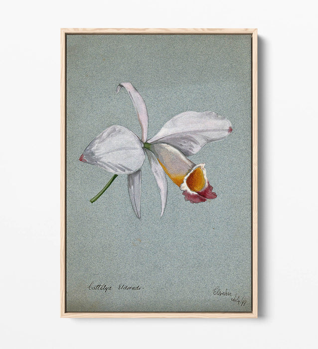 AN ORCHID WATERCOLOUR ILLUSTRATION HOME DECOR FLOAT EFFECT CANVAS WALL ART PRINT